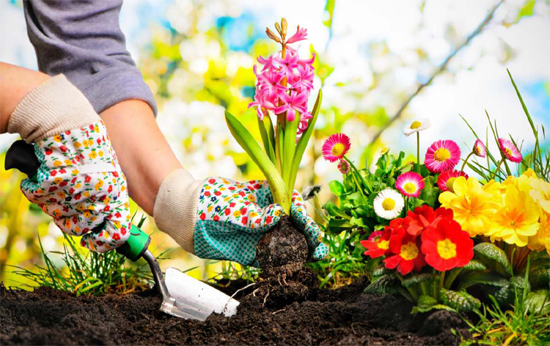 Certificate in Gardening